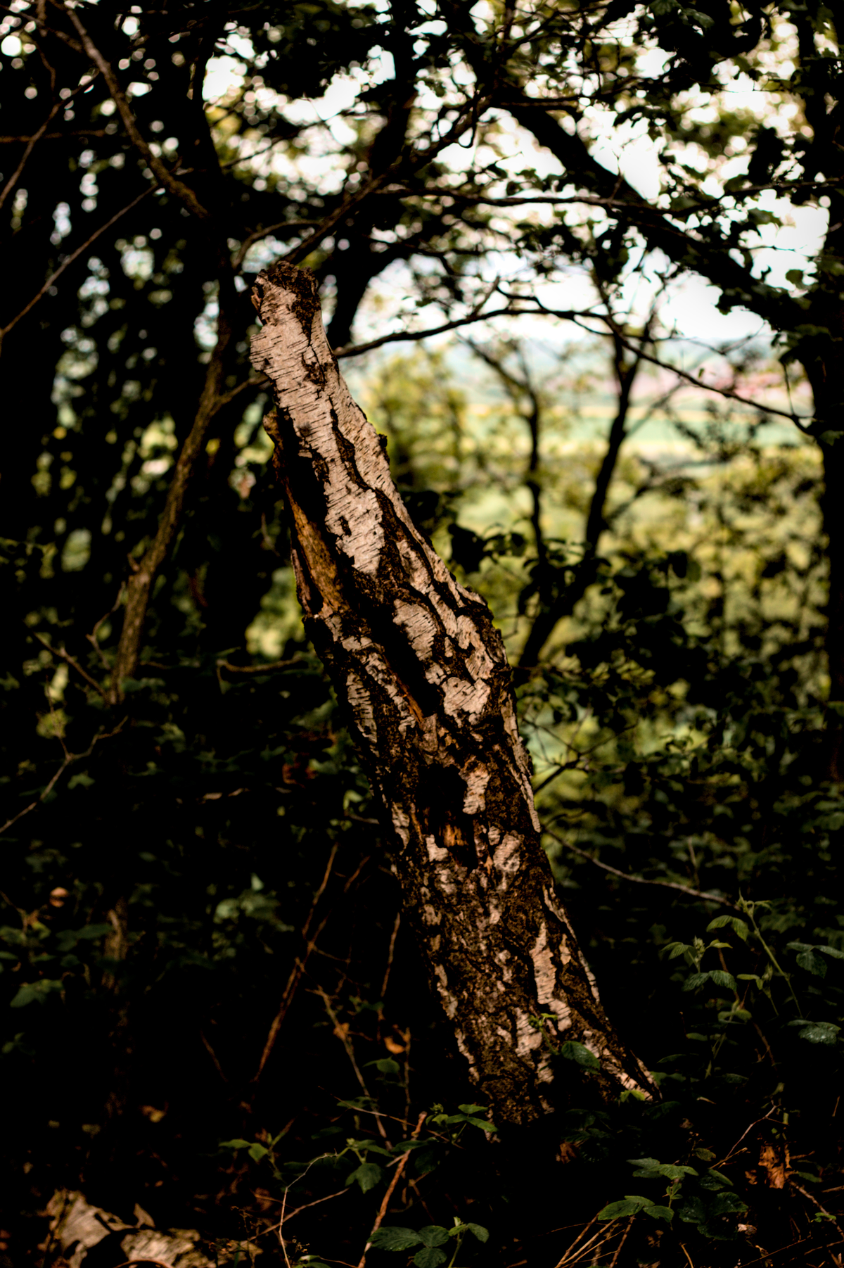 Ardsley Woods, Barnsley