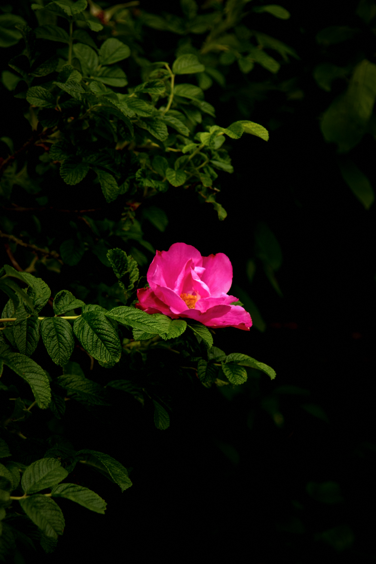 Sheffield Forest